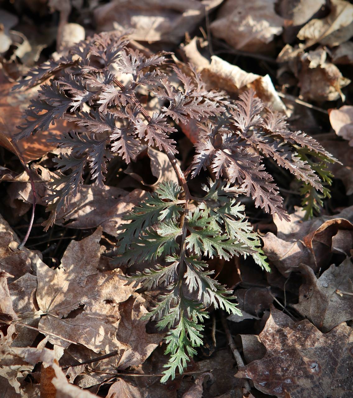 Photo of Cutleaf Grapefern